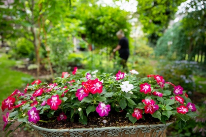 Zoom image: Patchwork impatiens grace a planter.&nbsp; Sold at just one nursery in Western New York, their unique &ldquo;splashed&rdquo; flower pattern, colors and resistance to downy mildew make them a great choice for an annual. 