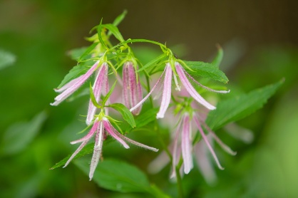 Zoom image: Another of Rose&rsquo;s favorite finds, campanula &lsquo;pink octopus&rsquo; flowers grace both the front and back gardens. 