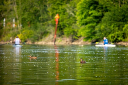 Zoom image: Ducks often share the creek with Barnum and her fellow rowers. They have to be watchful not to come too close, since the boats move fairly quietly in the water. Photo: Meredith Forrest Kulwicki 