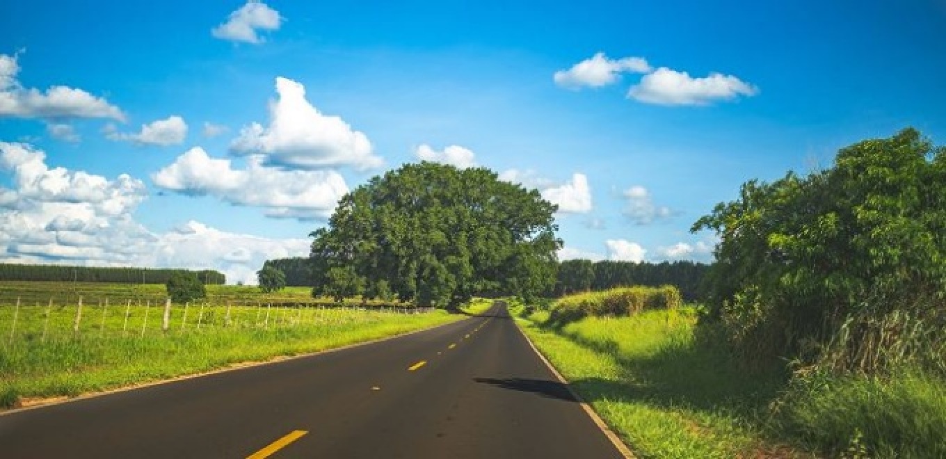 View of a country road flanked by trees.