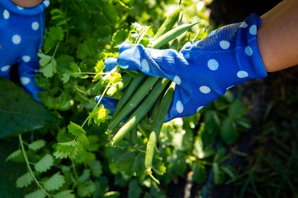Zoom image: Nearly everything Hubbard grows is edible. 