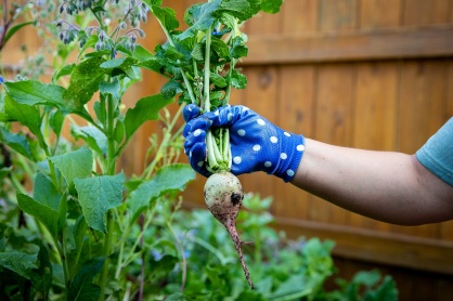 Zoom image: Hubbard pulls a watermelon radish from her garden. This is one of the more unique vegetables she grows. 