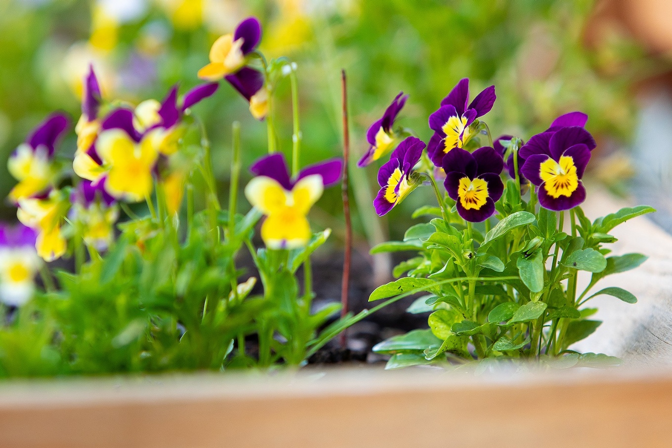 Zoom image: “I get the edible flowers, which are beautiful,” says Desiree Palka, owner of Grazed in the 716. 