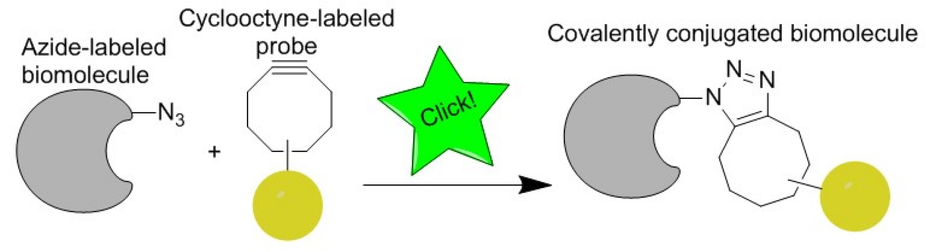A schematic illustration representing the way click chemistry work. 