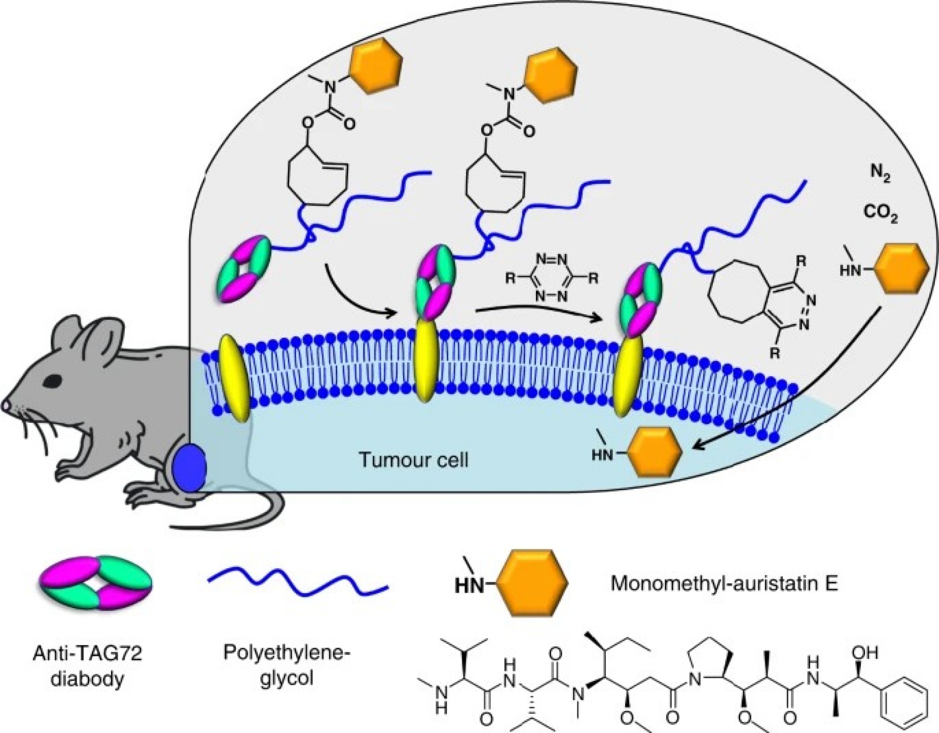 Illustration of bioorthogonal chemistry in a mouse model. 