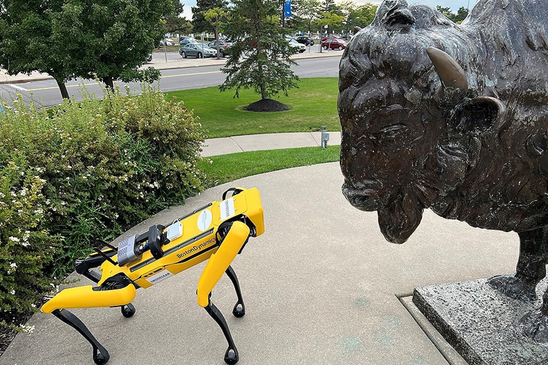 Robot dog, "Spot" pictured with the bronze buffalo in front of the Center for the Arts.