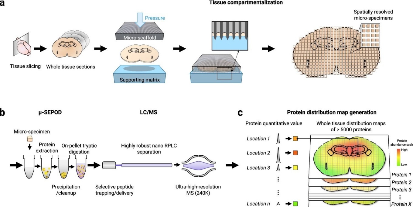 Scheme of the MASP strategy, which enables accurate, quantitative, and in-depth protein mapping across a whole tissue slice. 