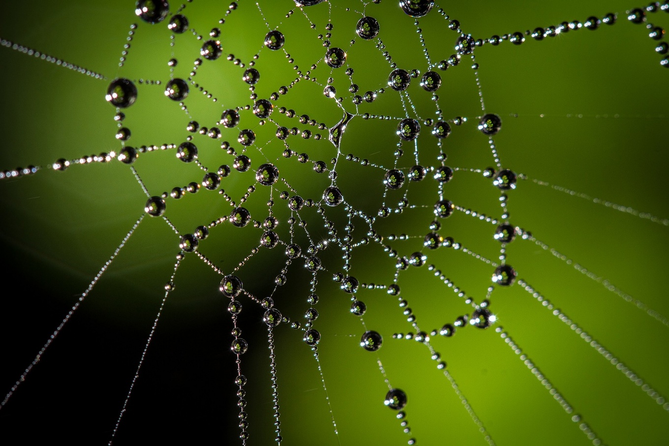 Beech tree (Northofagus betaloides) caught in droplets on a spider web in Cabo de Hornos, Chile. Photo: Adam Wilson. 