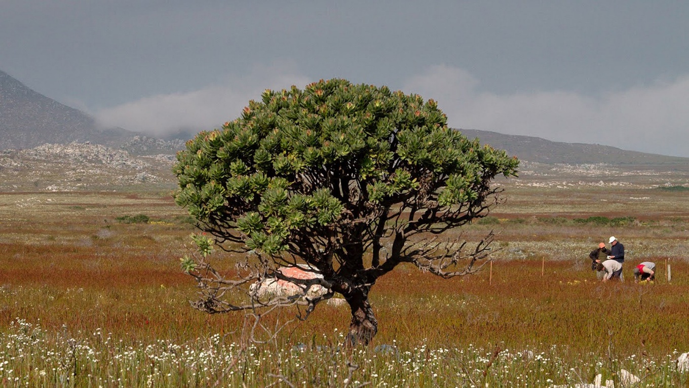 Zoom image: Scientists collect vegetation data from the Cape of Good Hope, Western Cape, South Africa. Photo: © Adam M. Wilson 