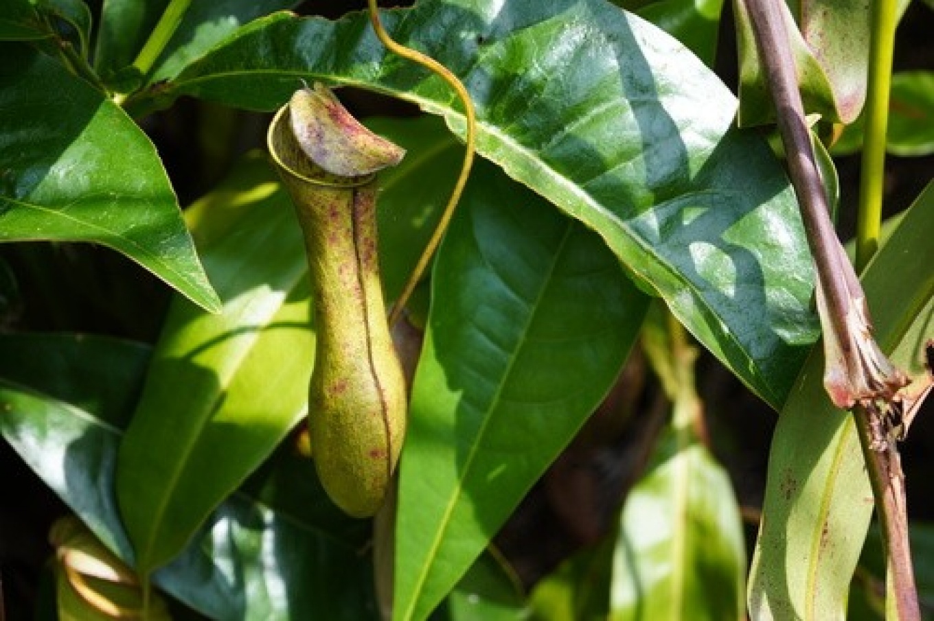 Pitcher plant. 