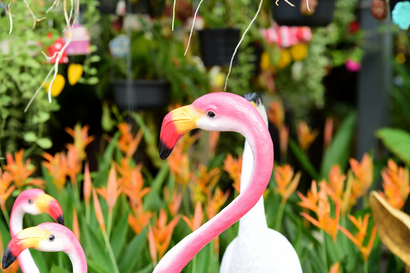 Pink plastic flamingoes in a front yard garden. 