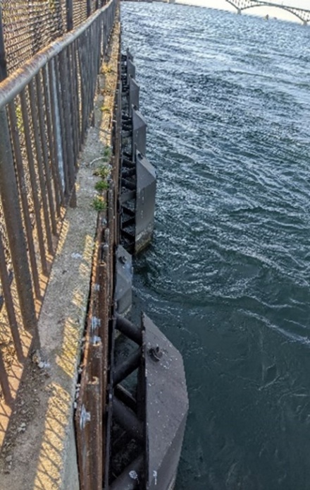 Zoom image: Ten baffles were installed along the seawall at Buffalo’s Freedom Park, slowing the Niagara River’s velocity to allow emerald shiners to swim more easily upstream to Lake Erie. Photo: Sean Bennett 