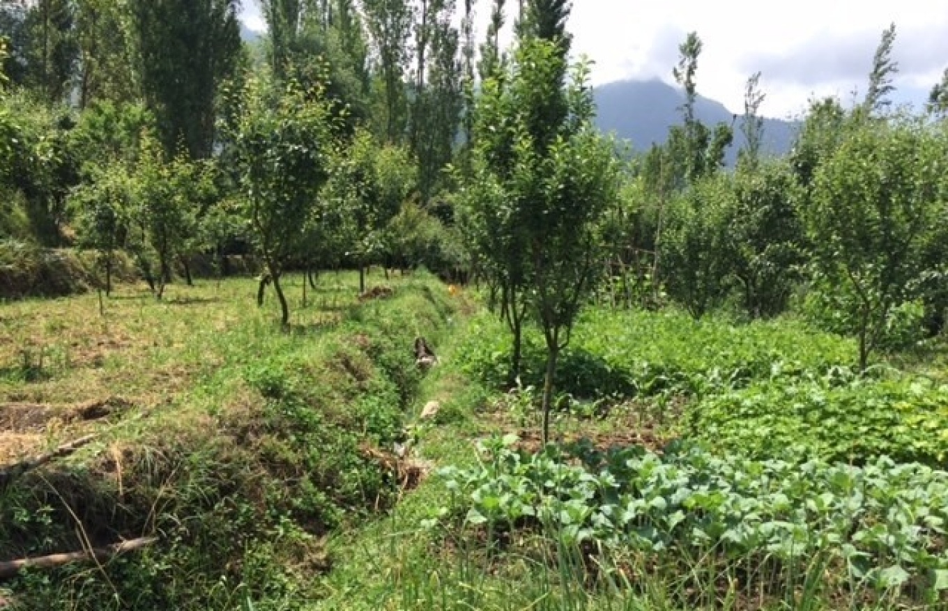 a field of haak, a type of kale grown in Kashmir.