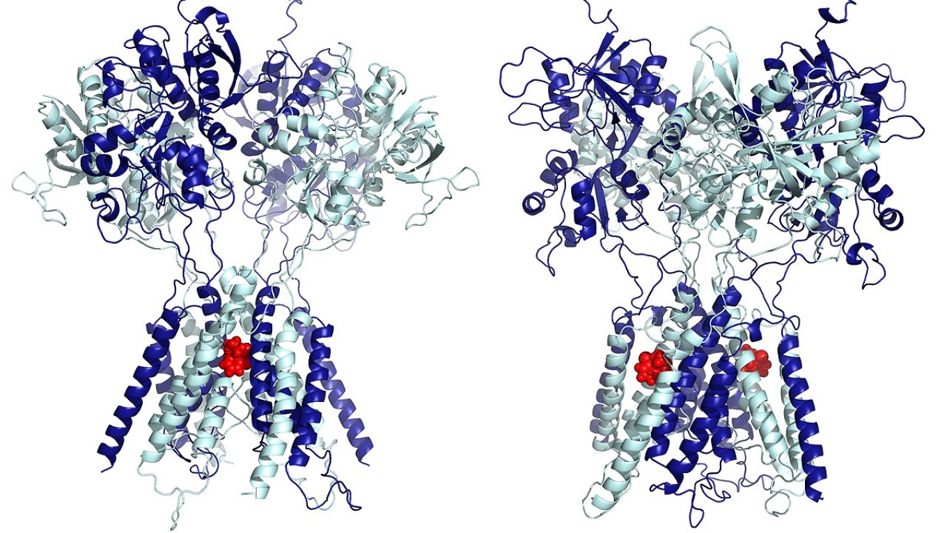Images showing ketamine bound in the central pore of the receptor, which results in anesthetic action; the one on the right shows ketamine bound in the lateral sites, which results in antidepressive action.