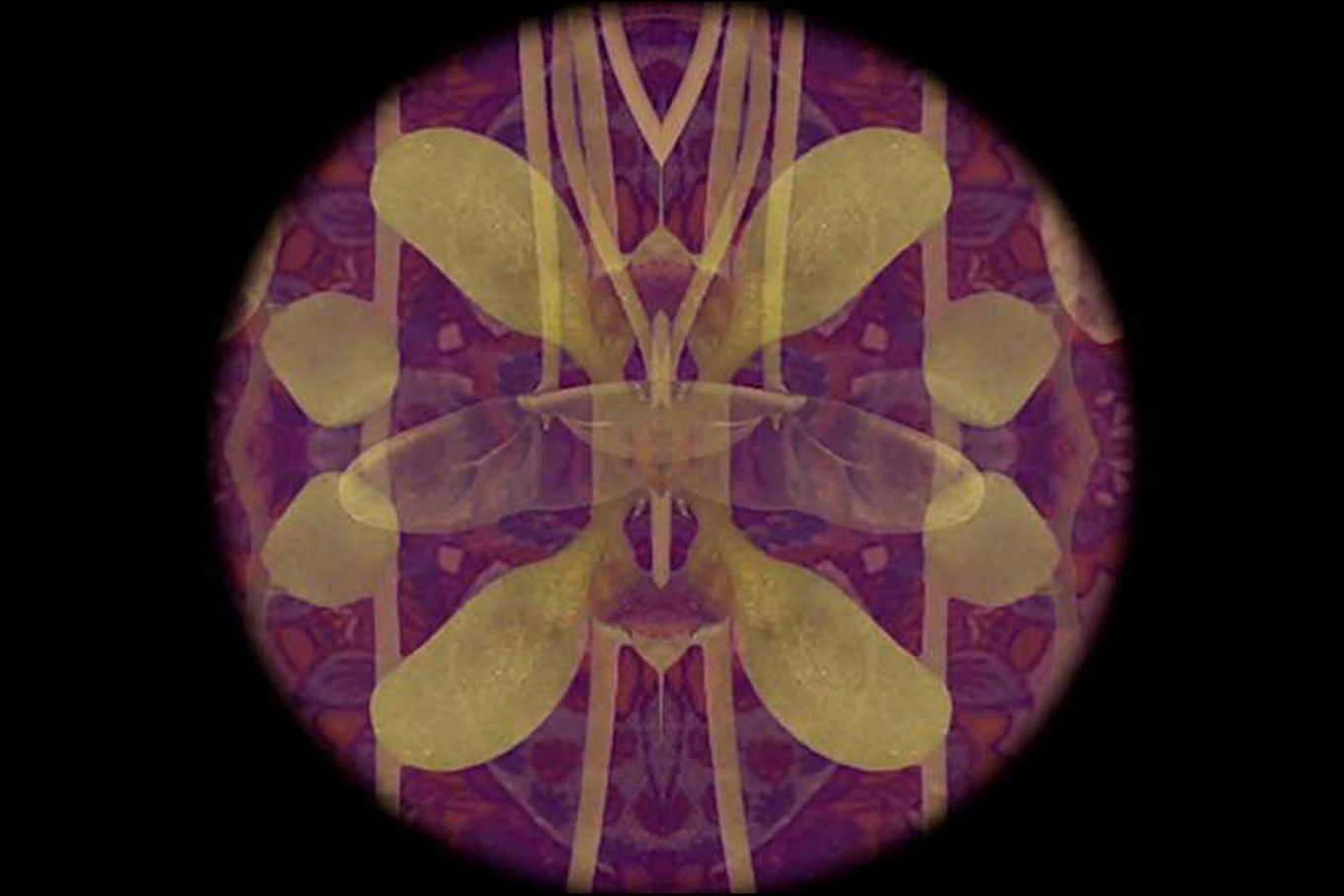 Amanda Besl, Temple of Hortus (still), 2025. Digital film. 